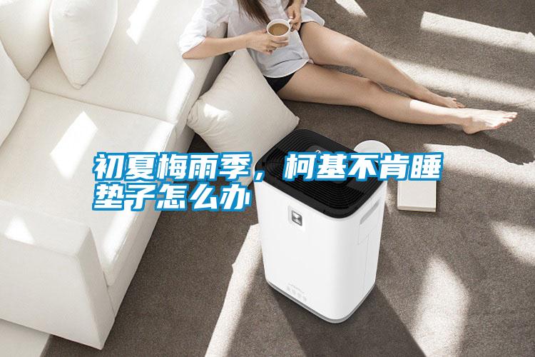 初夏梅雨季，柯基不肯睡墊子怎么辦
